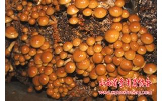 广灵甸顶山Manbetx体育手机版V17版本发布.官网安卓网.香港开发有限公司栽培滑子菇获得成功 ()