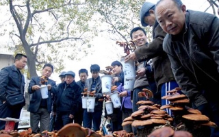 淮南灵芝盆景热卖 ()