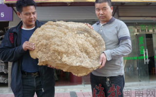 买灵芝　镇家宅 ()