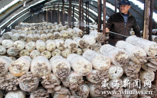 威海农民种植蘑菇长势喜人 ()