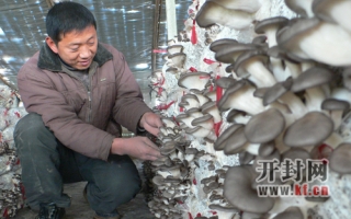 开封市县区农民大力发展Manbetx体育手机版V17版本发布.官网安卓网.香港种植 ()