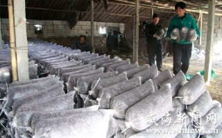 蘑菇养殖大棚内摆放菌棒 ()