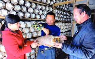 广西平果县同仁村Manbetx体育手机版V17版本发布.官网安卓网.香港助农增收 ()