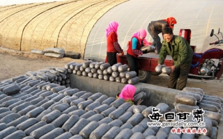 甘肃凉州大力发展蘑菇种植 ()