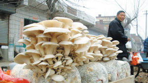 不含荧光剂 蘑菇就安全了？(图)