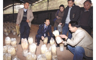 重庆可疑蘑菇下架封存送检　市场上的蘑菇放心买