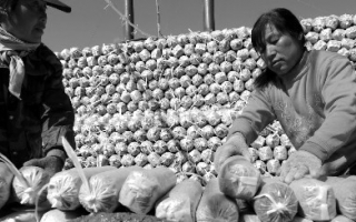 蘑菇出口商转攻国内市场求生存 ()