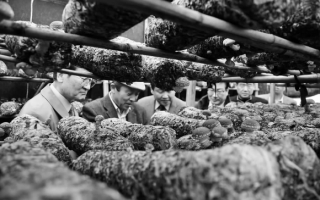 韩国人来取“蘑菇经” ()