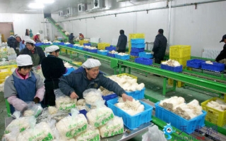 天津市宝坻区ManBetX体育生产满足群众菜篮子 ()