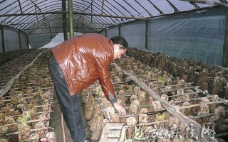 返乡创业ManBetX体育效益好 ()