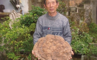 悬崖边采到灵芝重达2．2公斤 ()