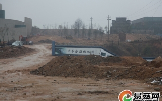 龙泉“中华香菇博物馆”即将开工建设 ()