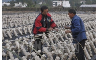 四川宣汉县ManBetX体育综合示范基地创产值近1000万元 ()