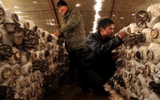 大学生陕北创业种蘑菇 ()