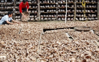 宁强县把袋料香菇作为农民增收主产业来抓 ()