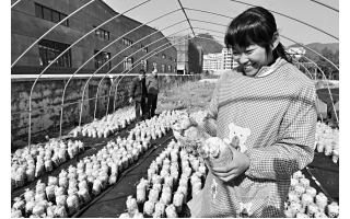 ManBetX体育栽培用上废弃茶树枝 ()