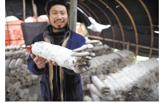 一群江西菇农善念“培植经” ()