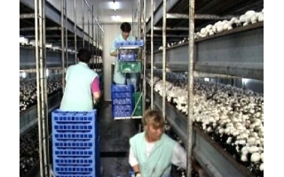 第1问:荷兰家庭菇厂的数量与规模如何?