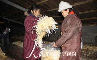 济宁金乡ManBetX体育助农增收 ()