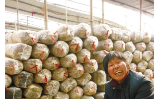 大棚蘑菇 尚未采摘已卖出 ()