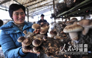 西峡县重阳镇香菇富菇农 ()