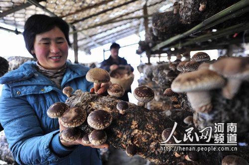 西峡县重阳镇种香菇富山民