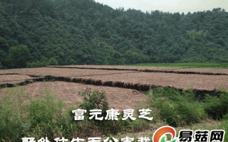 如何科学选择高品质的灵芝及孢子粉? ()