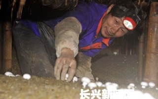 小蘑菇大丰收 ()