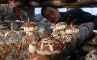 河南：加强香菇管理确保“双节”供应 ()