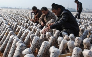 遂川县建起江西面积最大ManBetX体育生产基地 ()