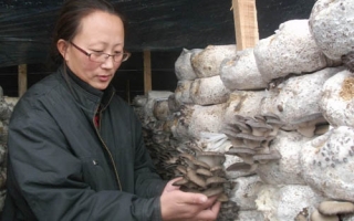 肇东市肇东镇石坚村全体村民开拓ManBetX体育市场 ()