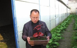 拿板房做“大棚”研究生回村种蘑菇 ()