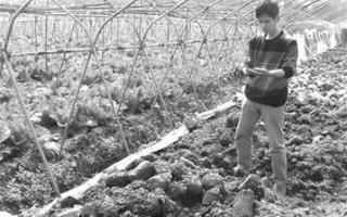 用蘑菇脚料种菜实惠又经济 ()