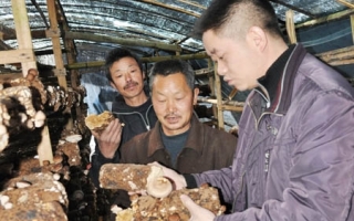 ManBetX体育专家指导菇农做好灾后自救及防冻措施 ()