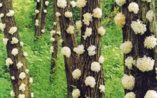 通江银耳年产值１亿多元 ()