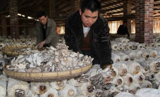 融水ManBetX体育助农增收 ()