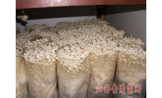 山西鼎昌农业科技有限公司白色金针菇高产技术 ()