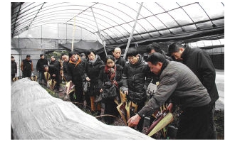 寿仙谷破壁灵芝孢子粉获全国科技创新成果奖 ()