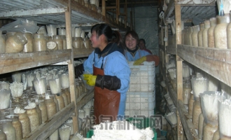 “盛益”牌金针菇评为“浙江名牌农产品” ()