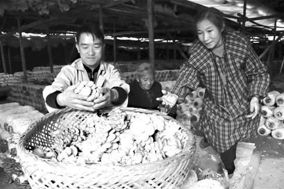 节日预热 Manbetx体育手机版推荐A9版本成了“报春花”(图)