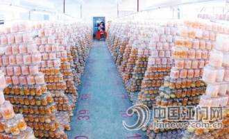 如何选择优质虫草 ()