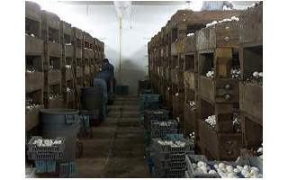 第7问:浅箱栽培蘑菇效果如何?