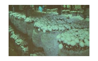 第9问:袋式栽培蘑菇产量如何?