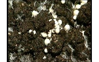 第15问:如何掌握蘑菇的覆土技术?