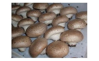 第17问:大型菇和小型菇如何形成?