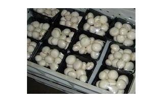 第18问:出菇期如何调控水分?