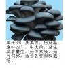 早秋平菇菌种 春季平菇菌种 秋冬季节平菇菌种 春平菇菌种