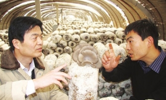 咸阳秦都区利用玉米秸秆种植大棚蘑菇喜获成功 ()