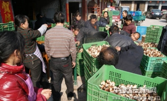 舒洪香菇市场第一天成交30余吨 ()