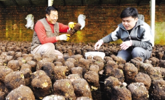 阎凤贵靠小小蘑菇发家致富 ()